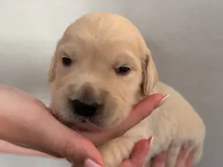Golden retriever 