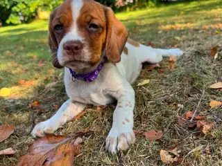 Amerikansk cockerspaniel blanding 