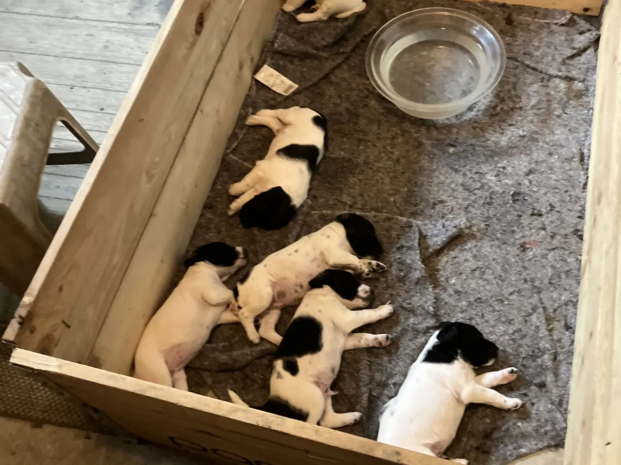 Billede 7 - Hunde Hvalpe sælges