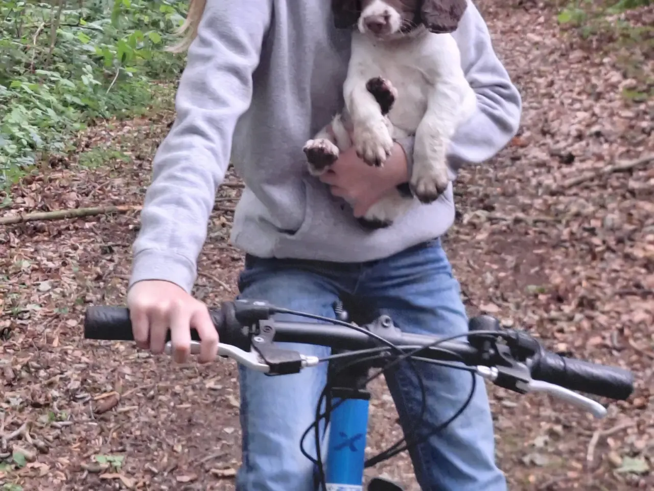 Billede 3 - Engelsk Springer Spaniel hvalpe sælges