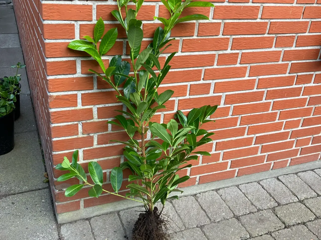 Billede 3 - Laurbær/kirsebær hækplanter
