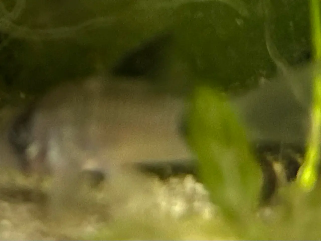 Billede 10 - 🐼🌟 Panda Longfin Pansermaller 3-4 cm | Premium |
