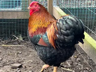 Høns