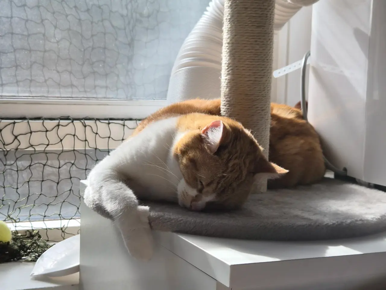 Billede 15 - Cats looking for new loving forever home