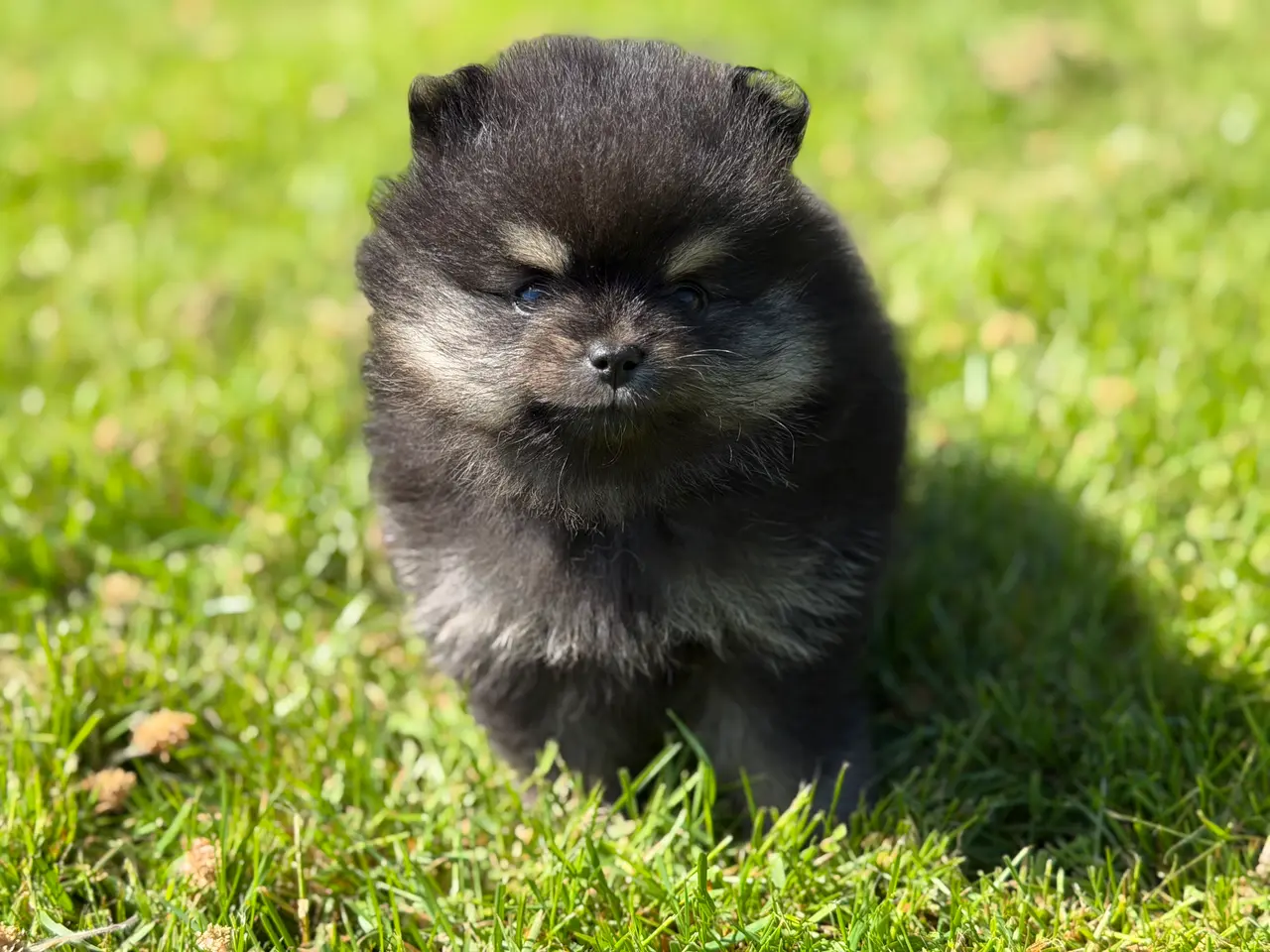 Billede 13 - Skønneste lille Pomeranian han