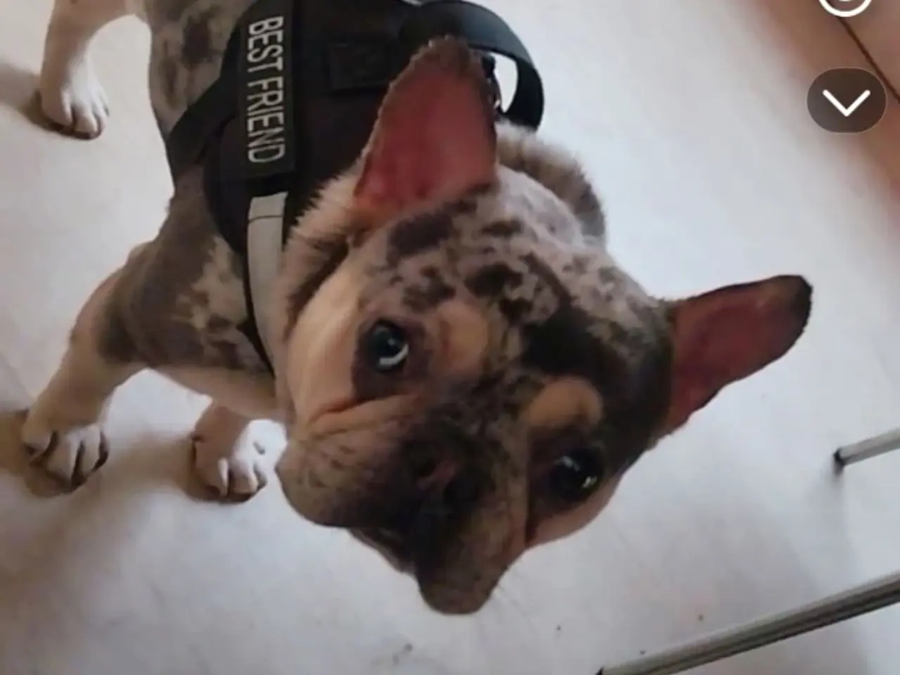 Billede 2 - Hund til salg