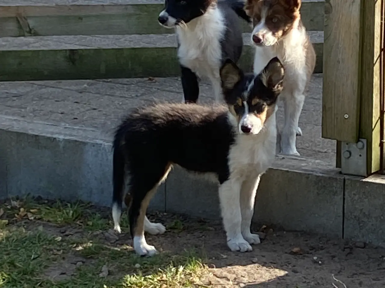 Billede 6 - Border Collie