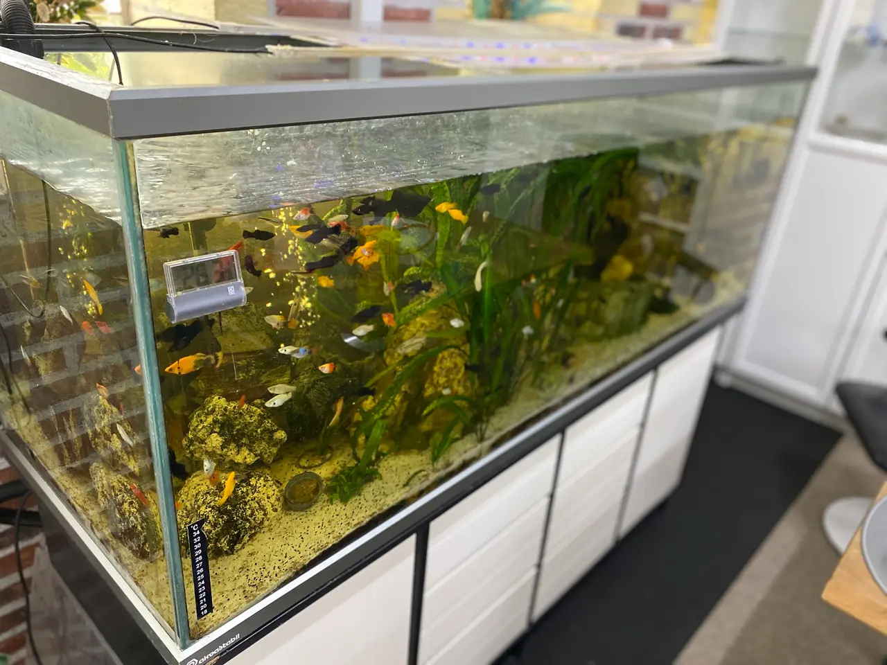 Billede 4 - STORT FLOT AKVARIUM - DANSK PRODUCERET