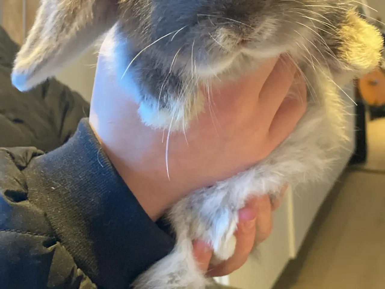 Billede 1 - Sødeste mini lop unge dreng