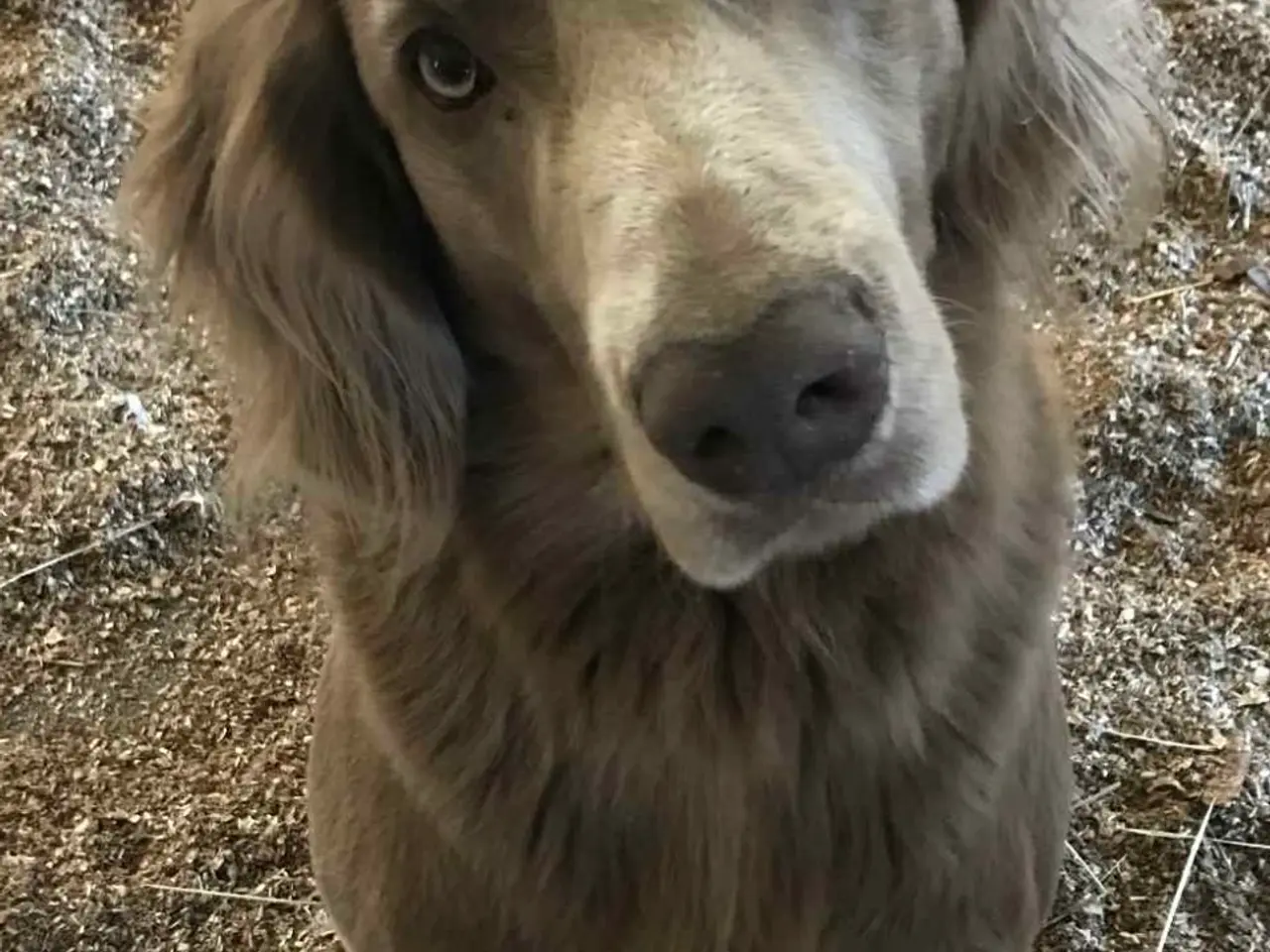 Billede 9 - Langhåret Weimaraner hvalpe