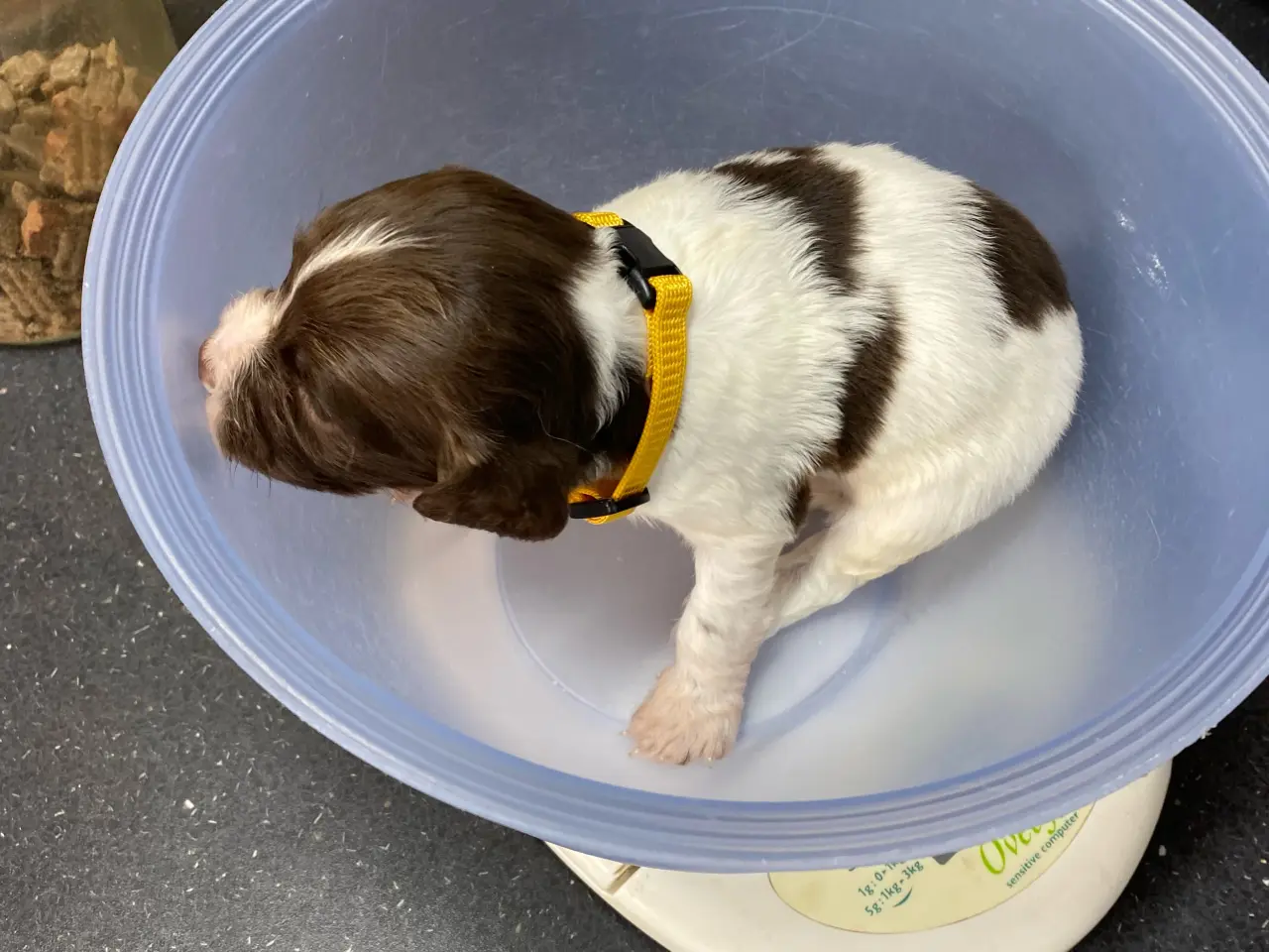 Billede 4 - FT Springer Spaniel hvalpe, salgsklar 10 maj