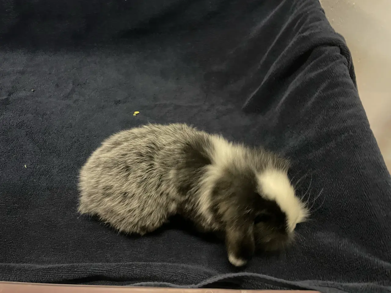 Billede 5 - Mini lop/ Lion lop kanin unger