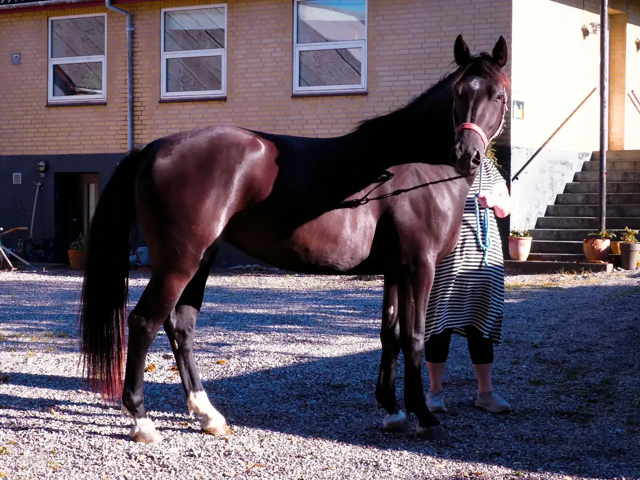 Billede 1 - Smuk 3 års hoppe