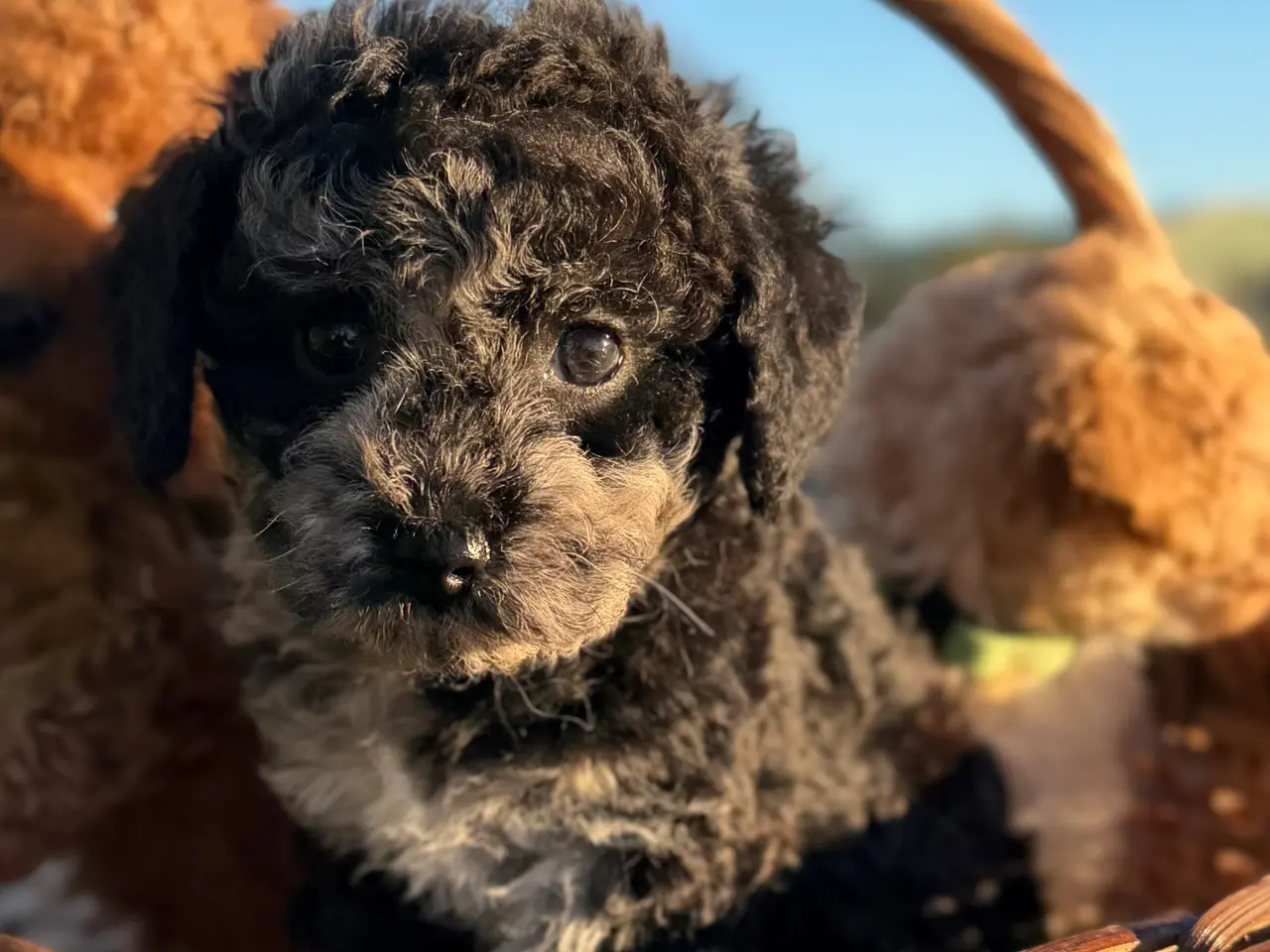 Billede 2 - Maltipoo