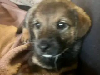 Unik Blandings Hundehvalp Daisy 