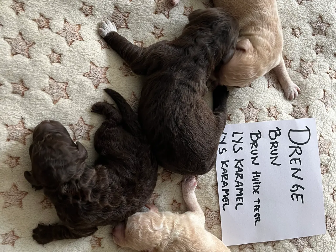 Billede 4 - Labradoodle hvalpe