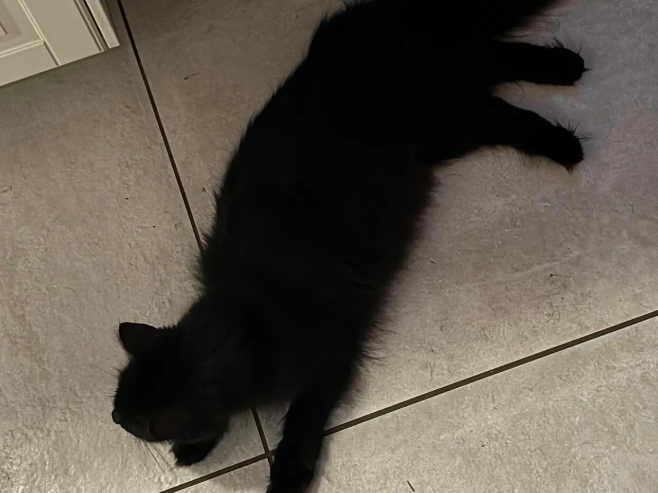 Billede 7 - Søde katte blandings killinger. 
