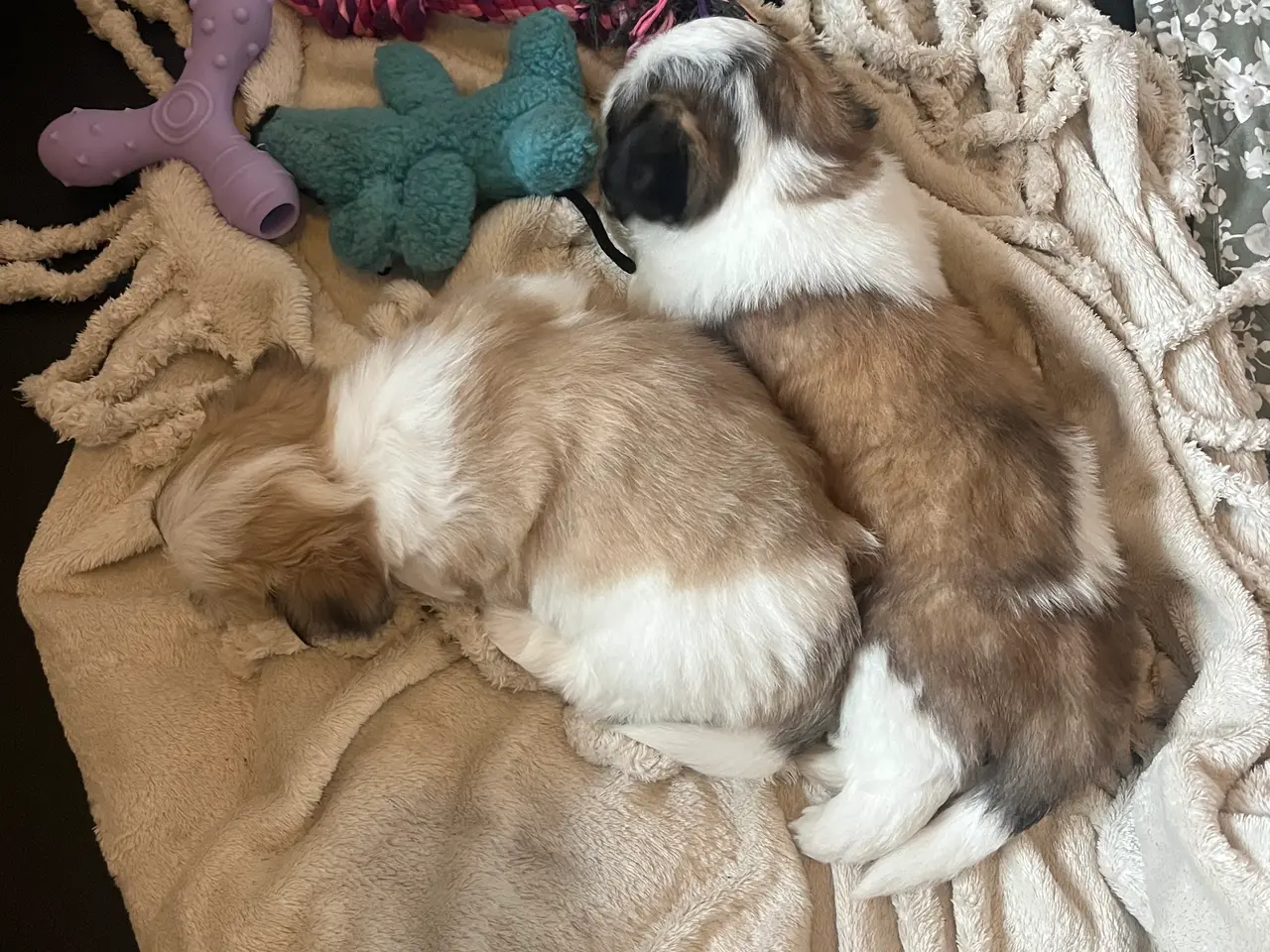 Billede 6 - Lhasa Apso/ Coton de tulear hvalpe