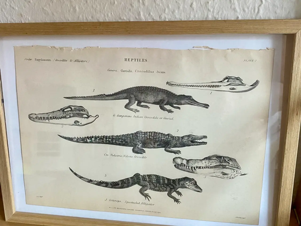 Billede 2 - Antik planche med krokodille og alligator 