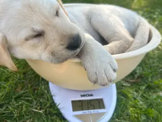🐶 Labradorhvalpe F1 søger kærlige hjem 