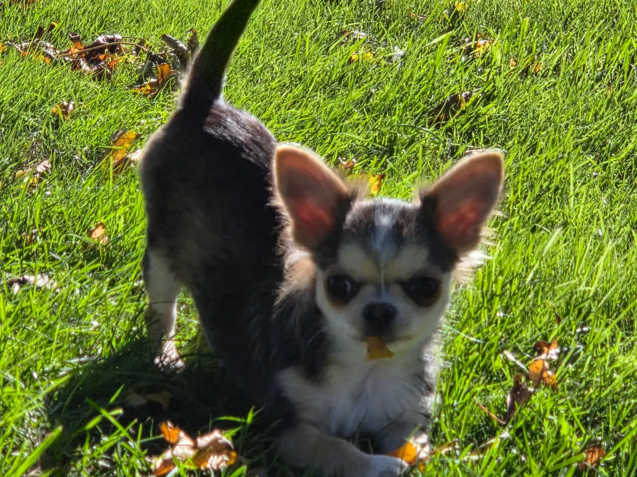 Billede 6 - Langhåret husky-chihuahua. Hun og han.