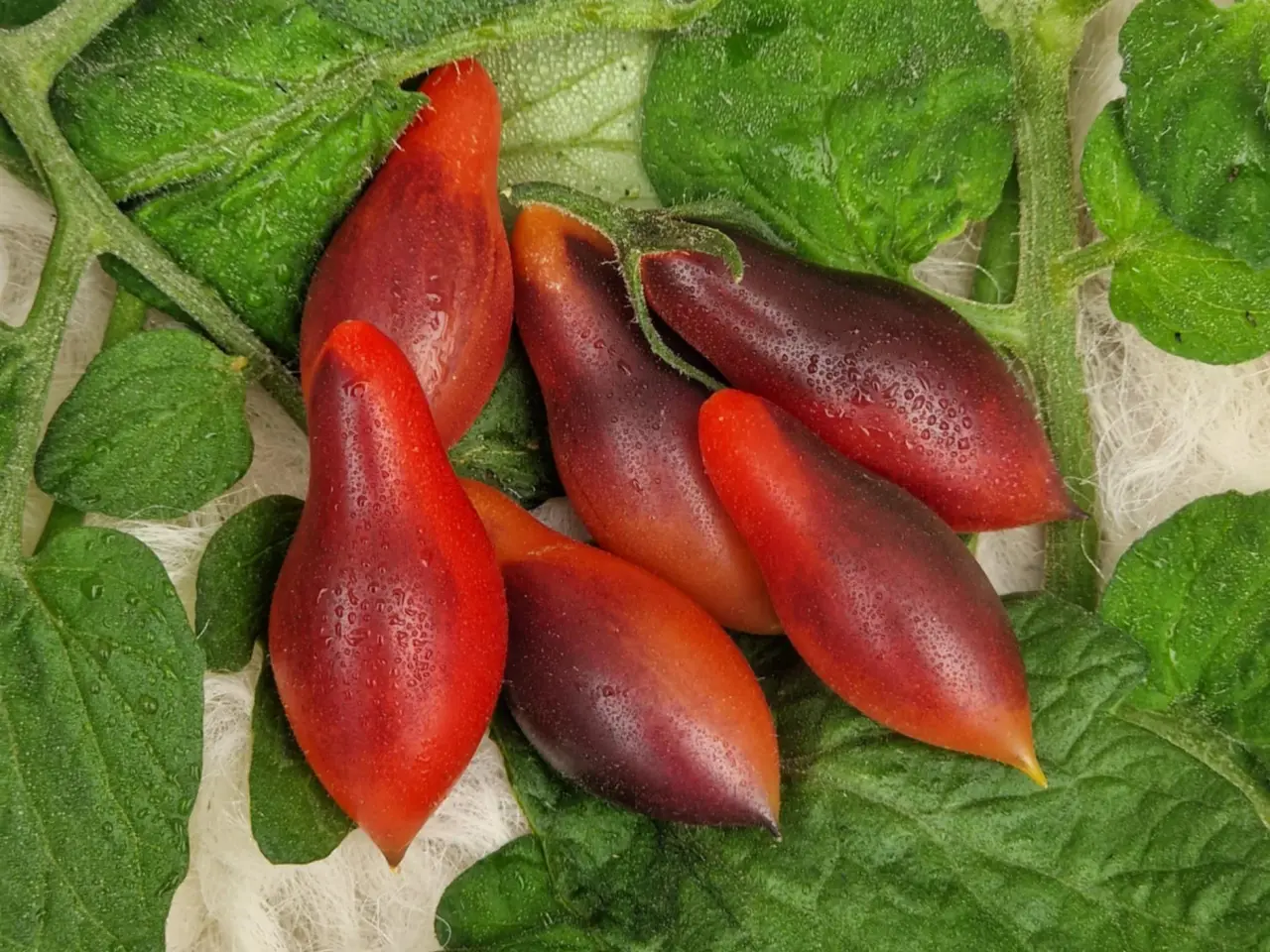 Billede 14 - TOMATFRØ - 300 sorter!!
