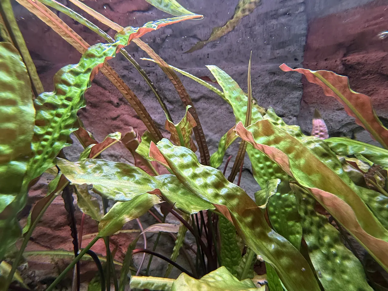 Billede 5 - Akvarium med alt tilbehør