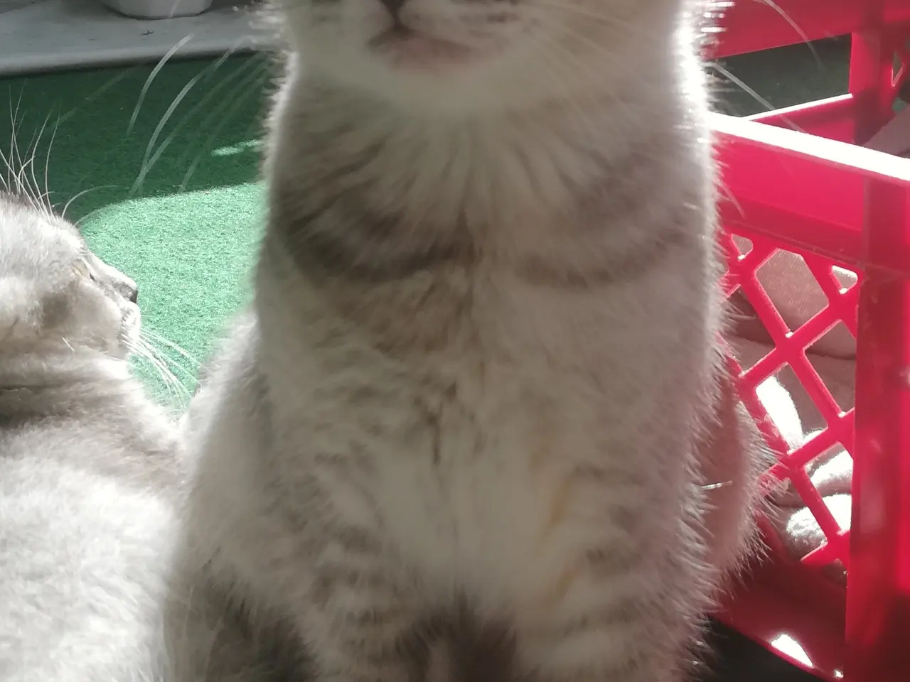 Billede 9 - Lisa – Sød og blid Scottish Fold hunkat søger kærl