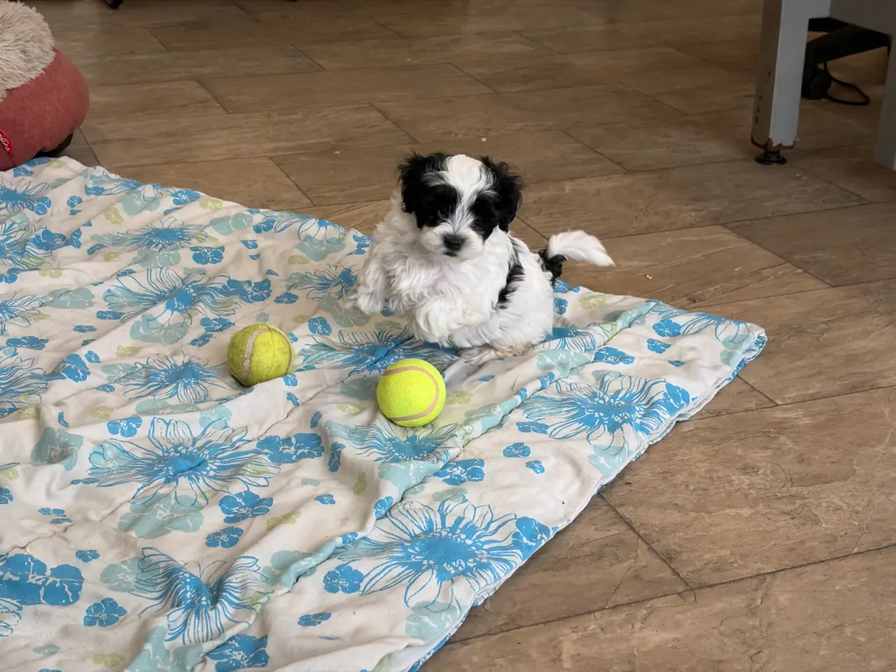 Billede 4 - Fine mini Maltipoo er rejse klar nu !