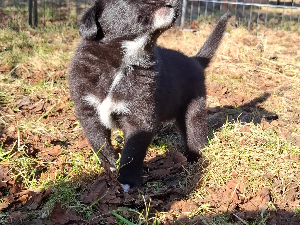 Billede 16 - Skønne LabCollie Hvalpe