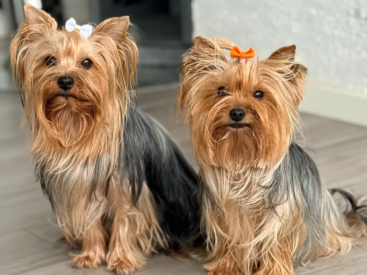 Billede 6 - Yorkshire Terrier Hvalpe