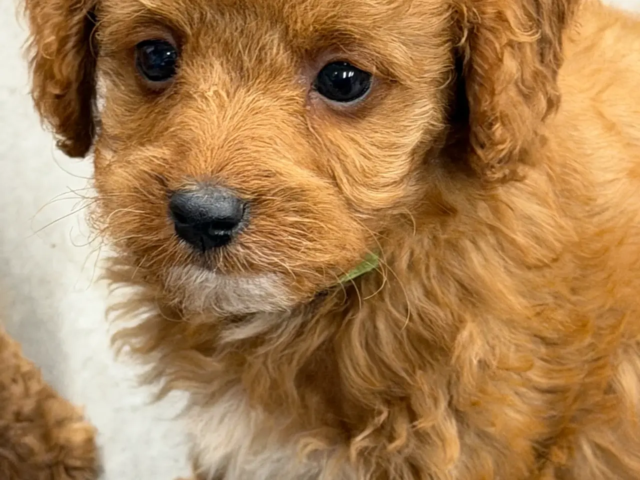Billede 15 - 🐶☀️ Skønne Cavapoo-hvalpe søger deres kommende fa