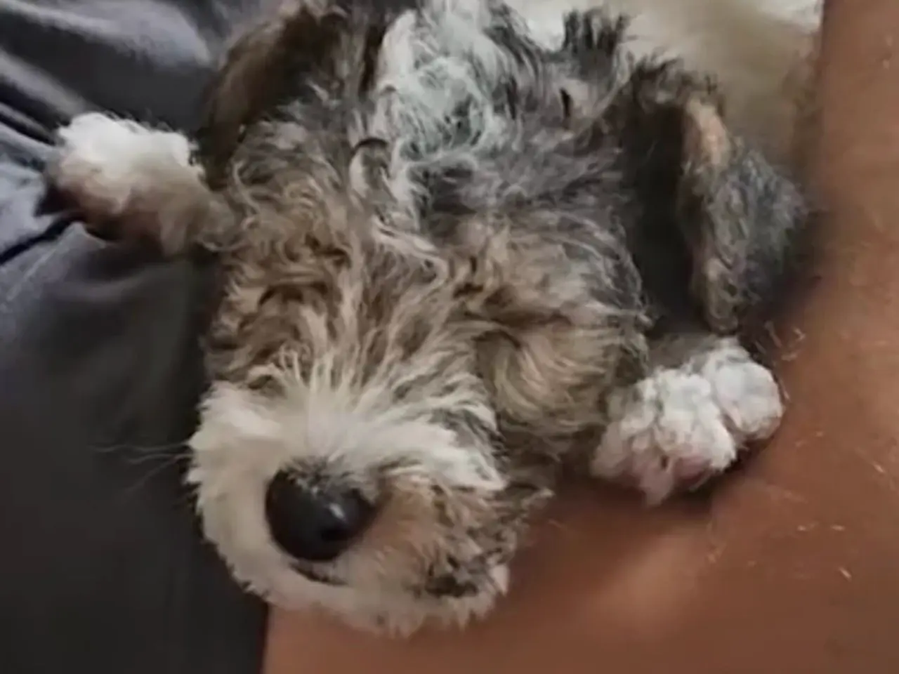 Billede 3 - Ruhåret Fox Terrier Hvalpe