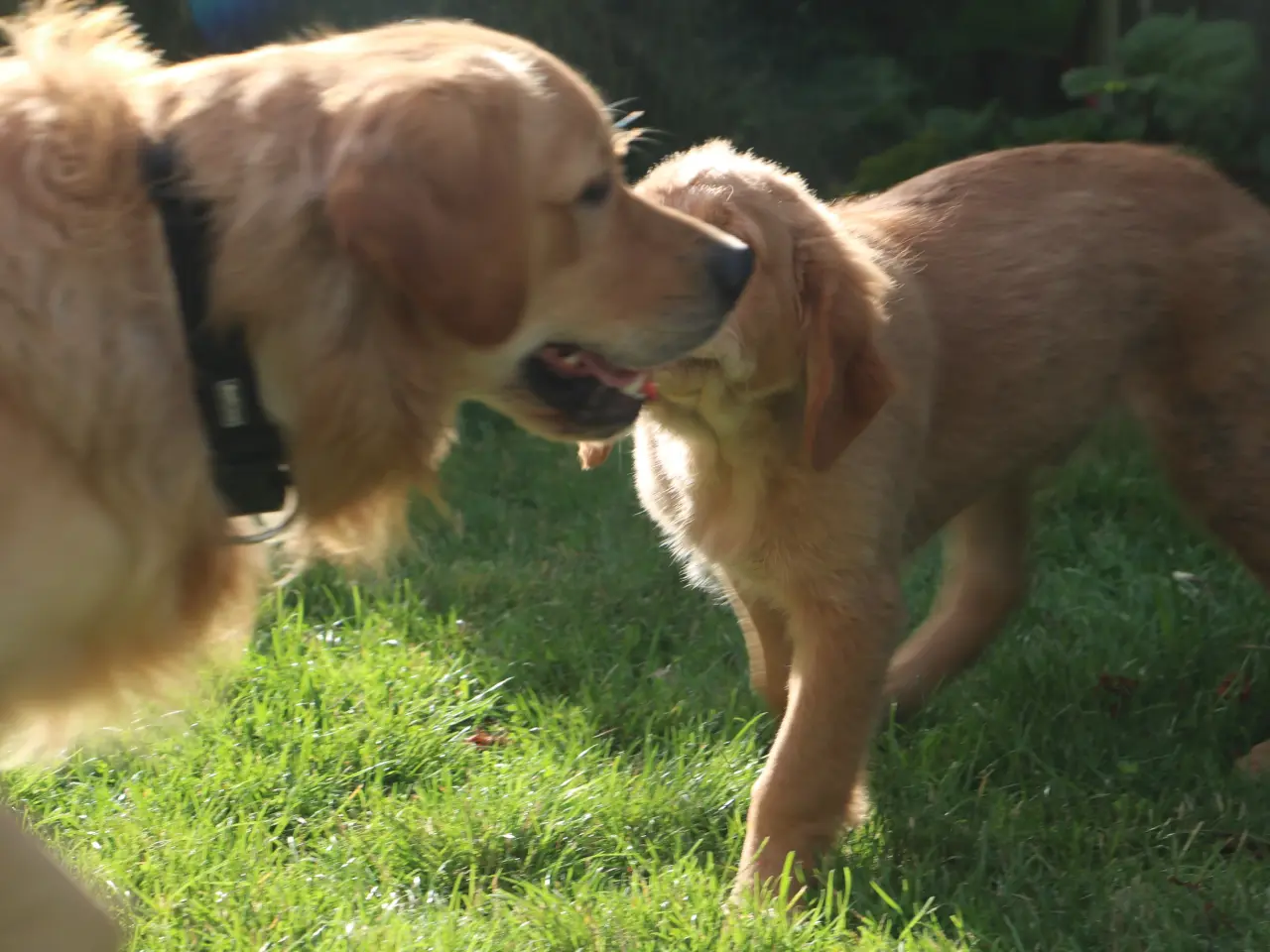 Billede 2 - Golden Retriever tilbydes til parring - Nyheder !