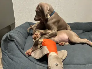 Weimaraner hvalpe søger nyt hjem. - 5