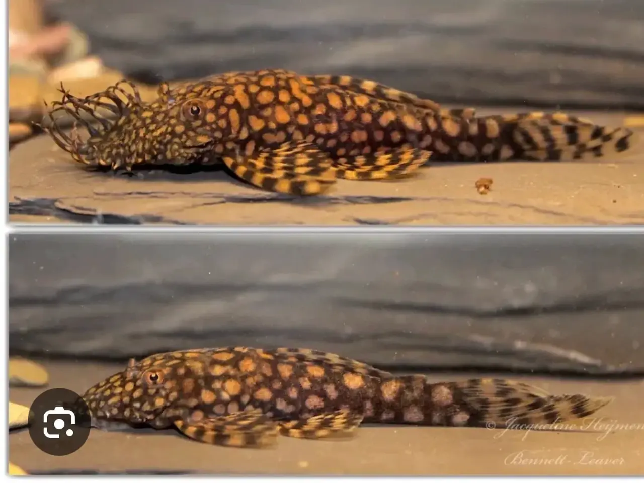 Billede 1 - Ancistrus sp. 'Rio Paraguay L528
