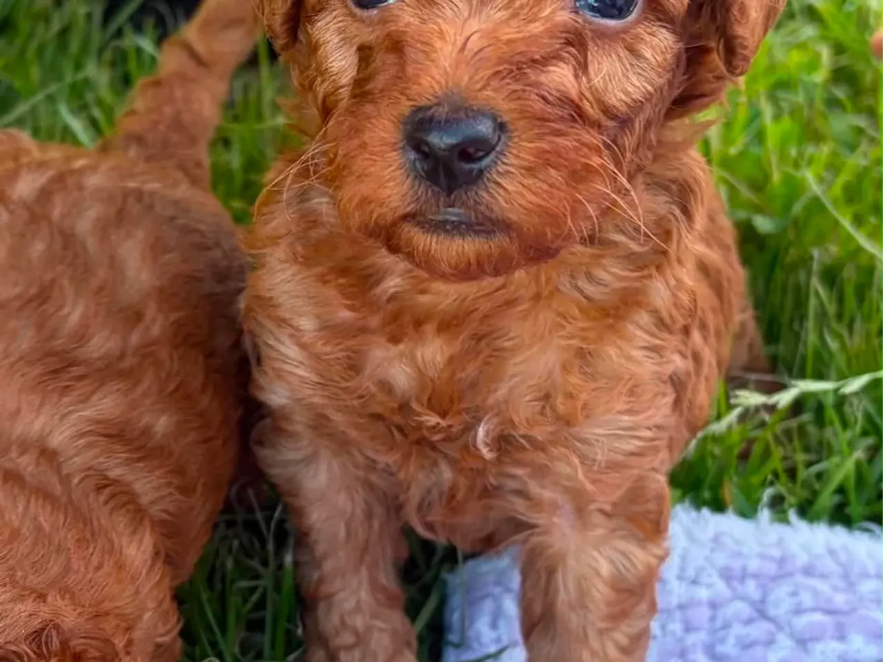 Billede 3 - Maltipoo  rejseklar 