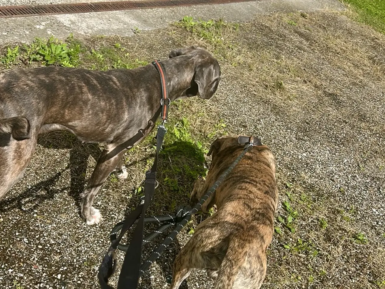 Billede 8 - Cane Corso tæve solvej