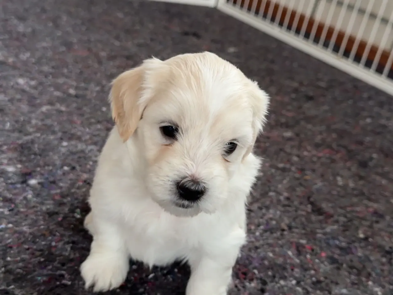 Billede 3 - Smukke bichon havanais hvalpe