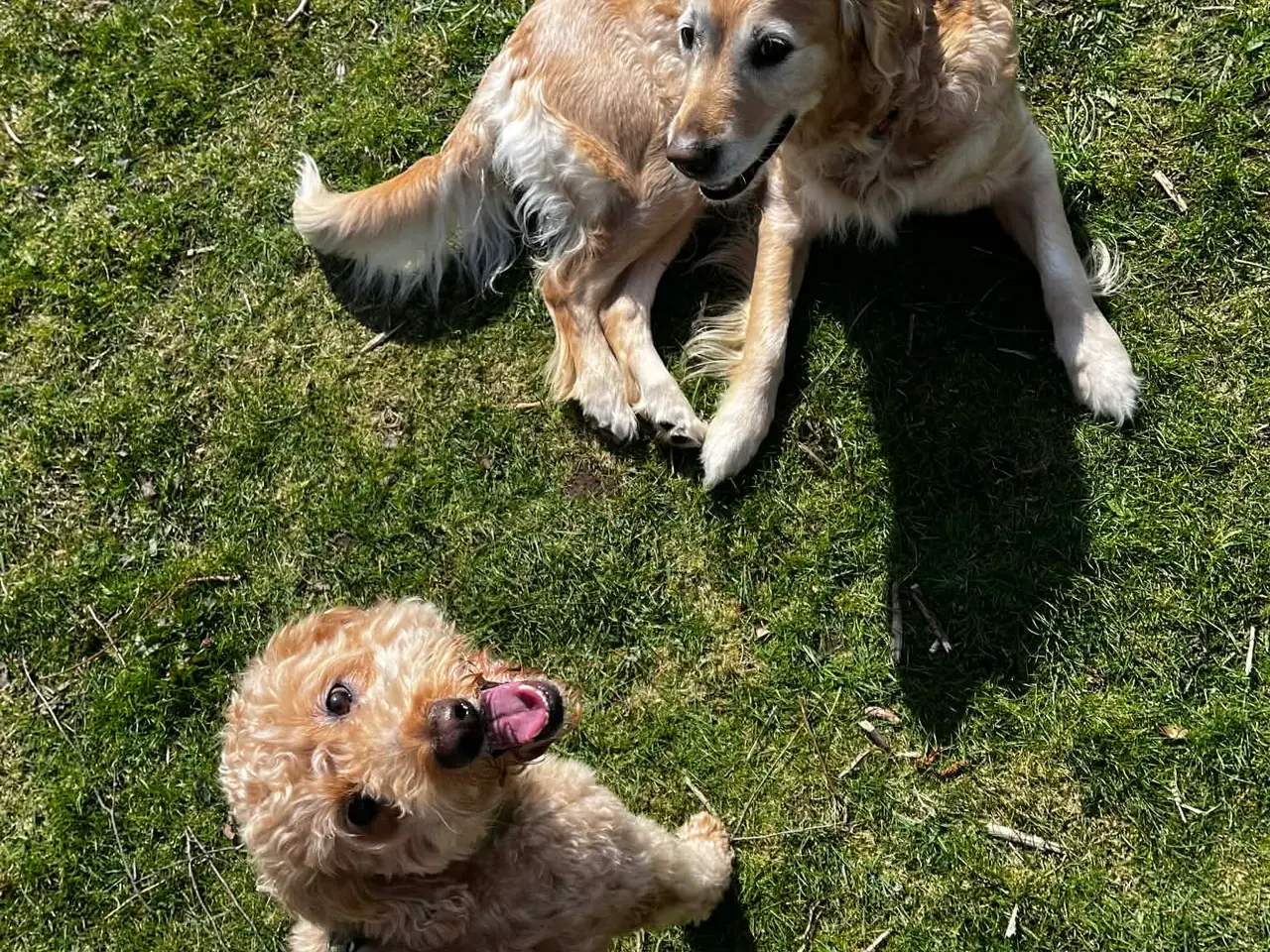 Billede 7 - Goldendoodle hvalpe