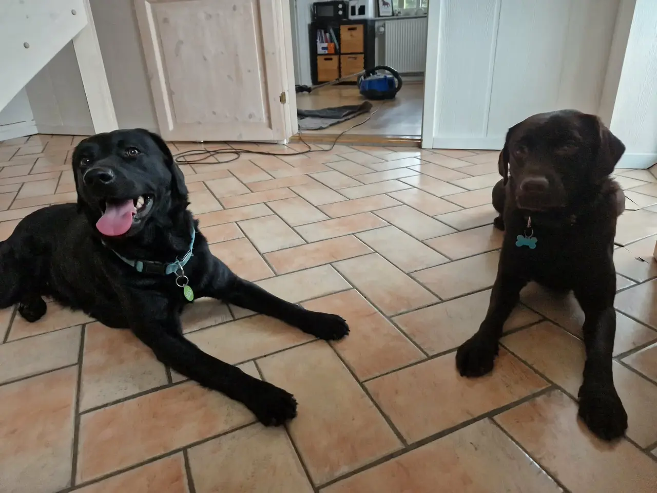 Billede 5 - Sorte labrador formel1 hvalpe