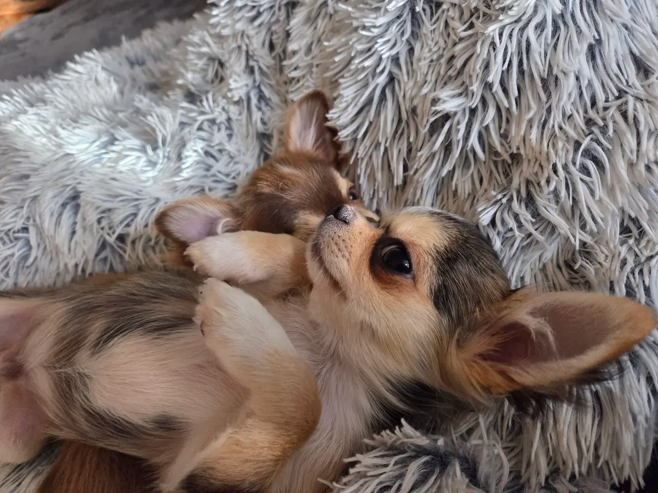 Billede 7 - Langhåret husky-chihuahua. Hun og han.