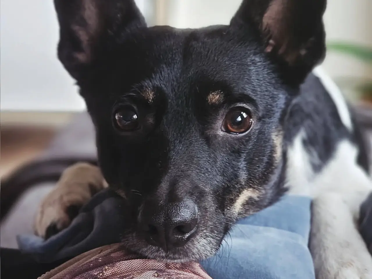 Billede 1 - Tilbydes til parring han hund 