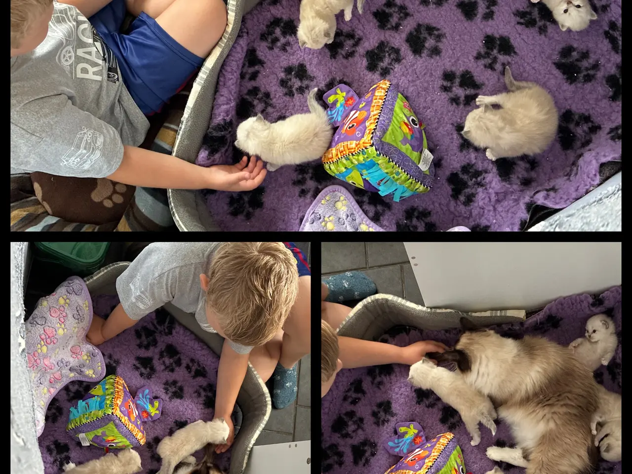 Billede 5 - Far British Longhair, Mor Ragdoll.