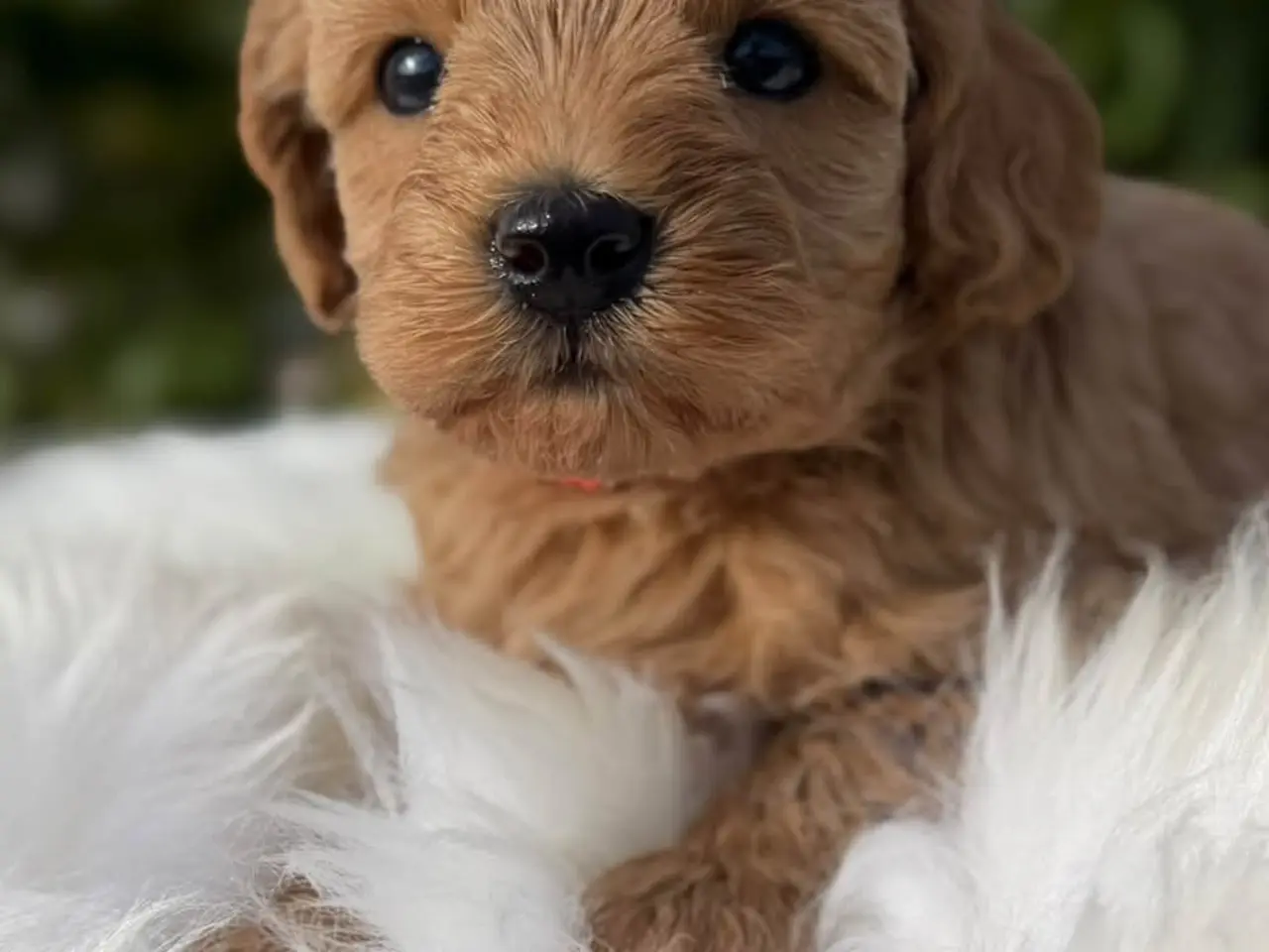 Billede 1 - Cockapoo f1b