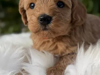 Cockapoo f1b