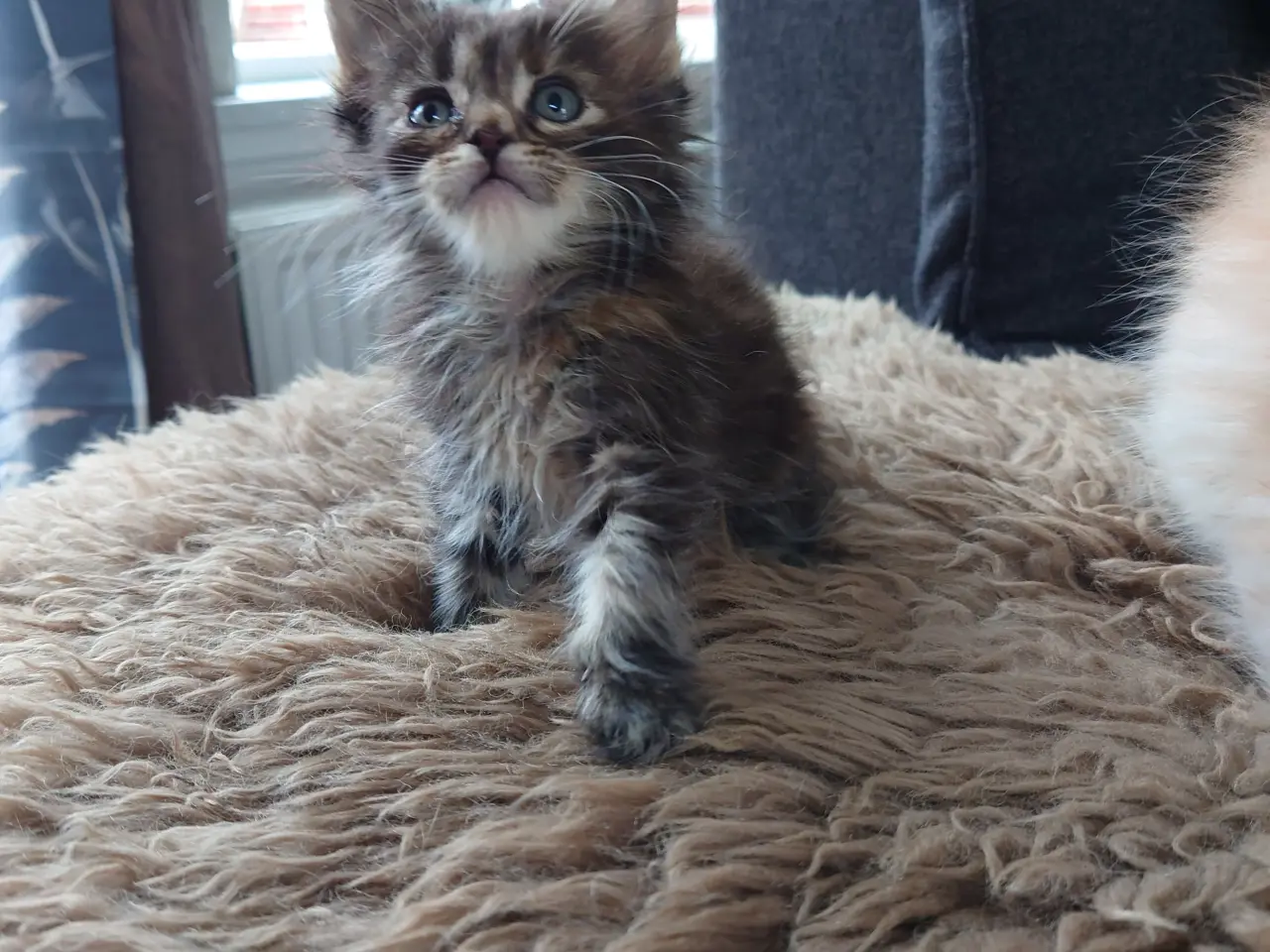 Billede 5 - Maine coon killinger, far ægte med tavle