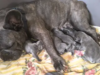 DKS FLOTTESTE FRANSKE BULLDOG HVALPE - 3