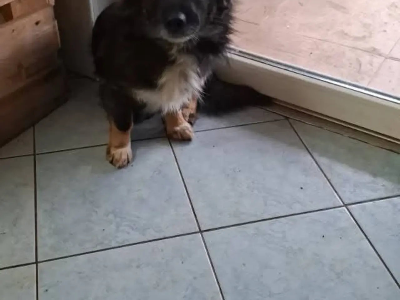 Billede 2 - Baloo