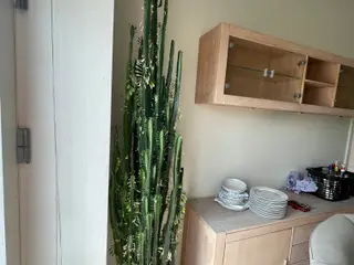 2,5 m cowboy kaktus